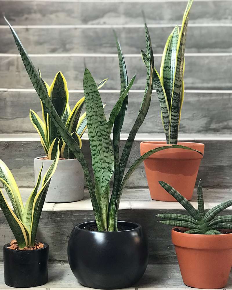 Artificial Plants vs Real Plants which is better for your space in Malaysia Sansevieria in pot
