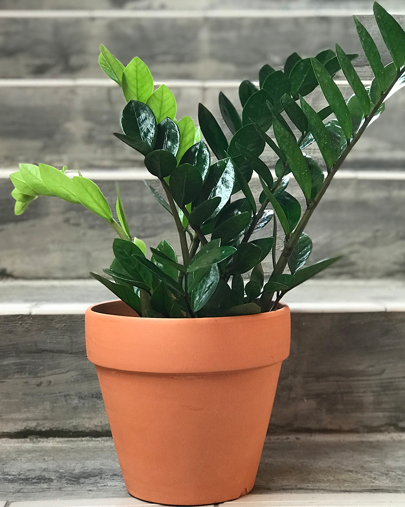 Artificial Plants vs Real Plants which is better for your space in Malaysia ZZ in pot 1